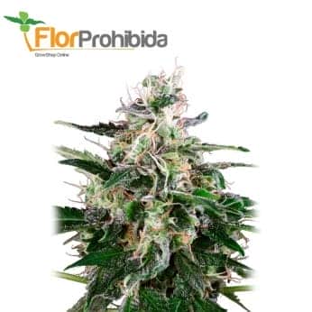 AUTO WHITE SKUNK (White Label)