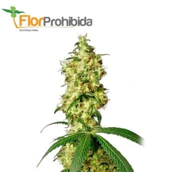 White Widow White Label - Semillas de marihuana feminizadas