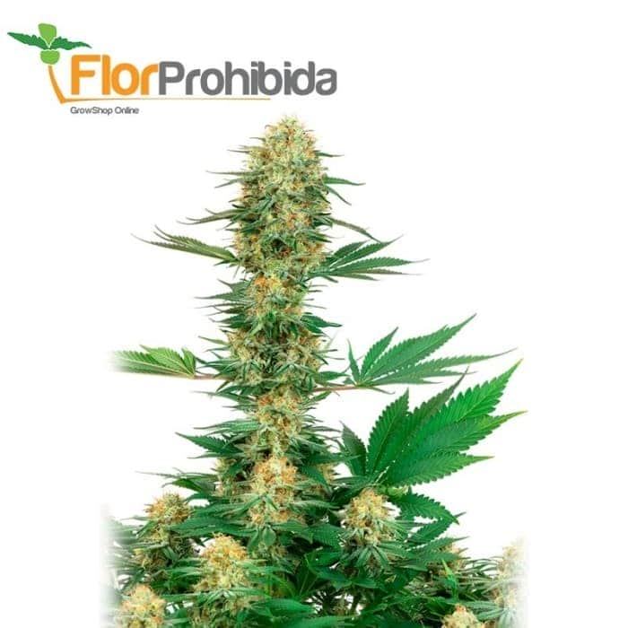 GELATO 420 (White Label)