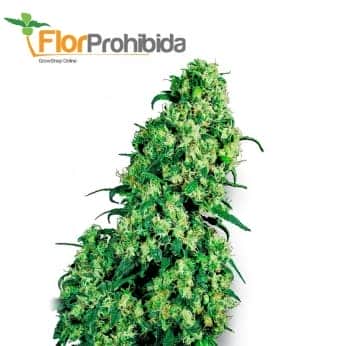 SKUNK 1 (White Label) Semilla de marihuana feminizada de colección.
