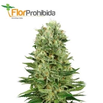 AUTO SKUNK 1 (White Label)