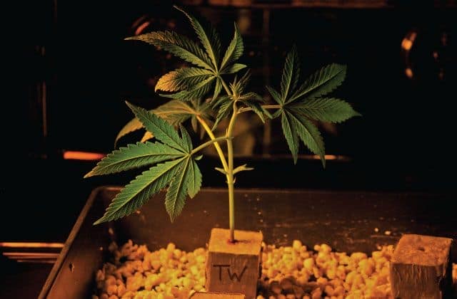 perlite in the substrate of marijuana cuttings