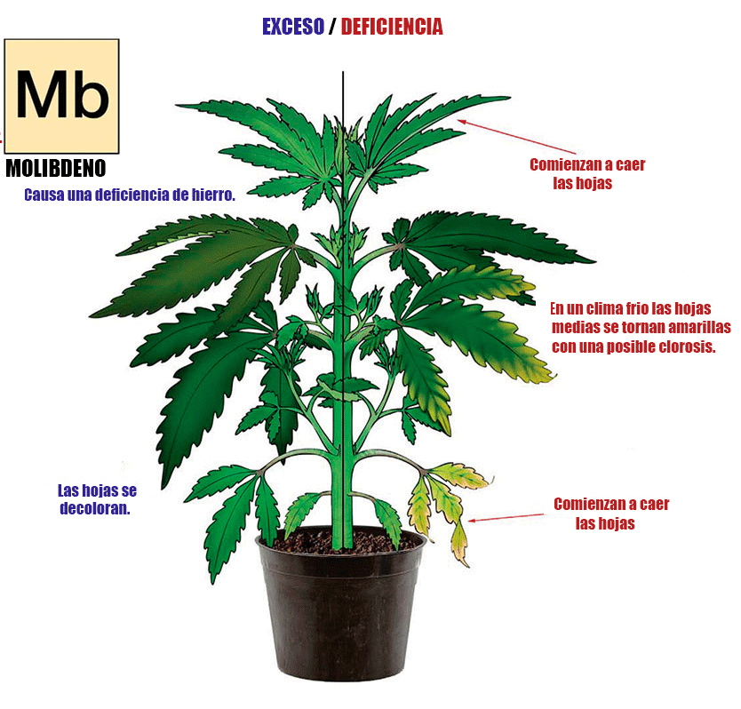 Excesos y carencias en marihuana de Molibdeno