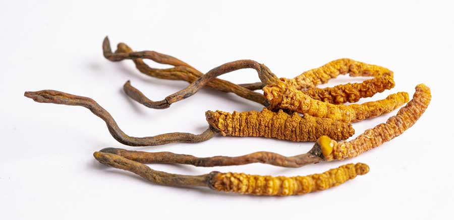 Hongo Cordyceps sinensis utilizado tradicionalmente en la medicina