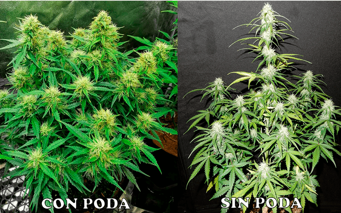 Diferencias de hacer la poda apical en plantas