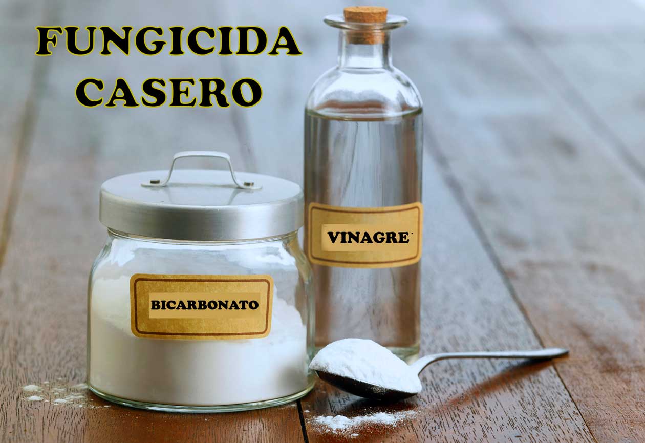 Fungicida casero con vinagre y bicarbonato