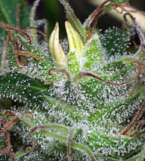 Flores masculinas en un cogollo de marihuana
