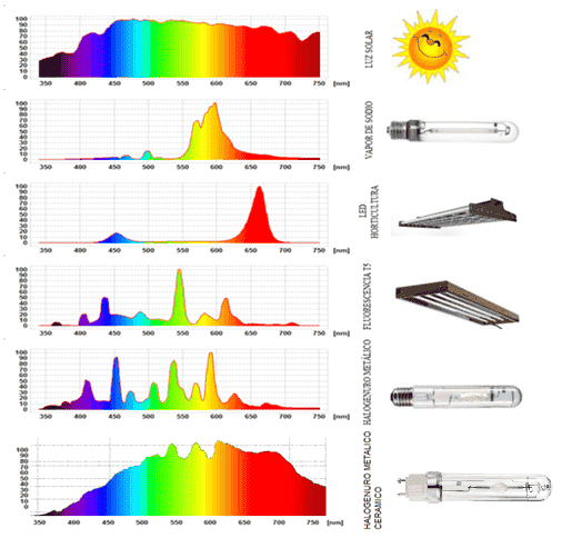 Cuáles son los tipos y variedades de luces LED más comunes?