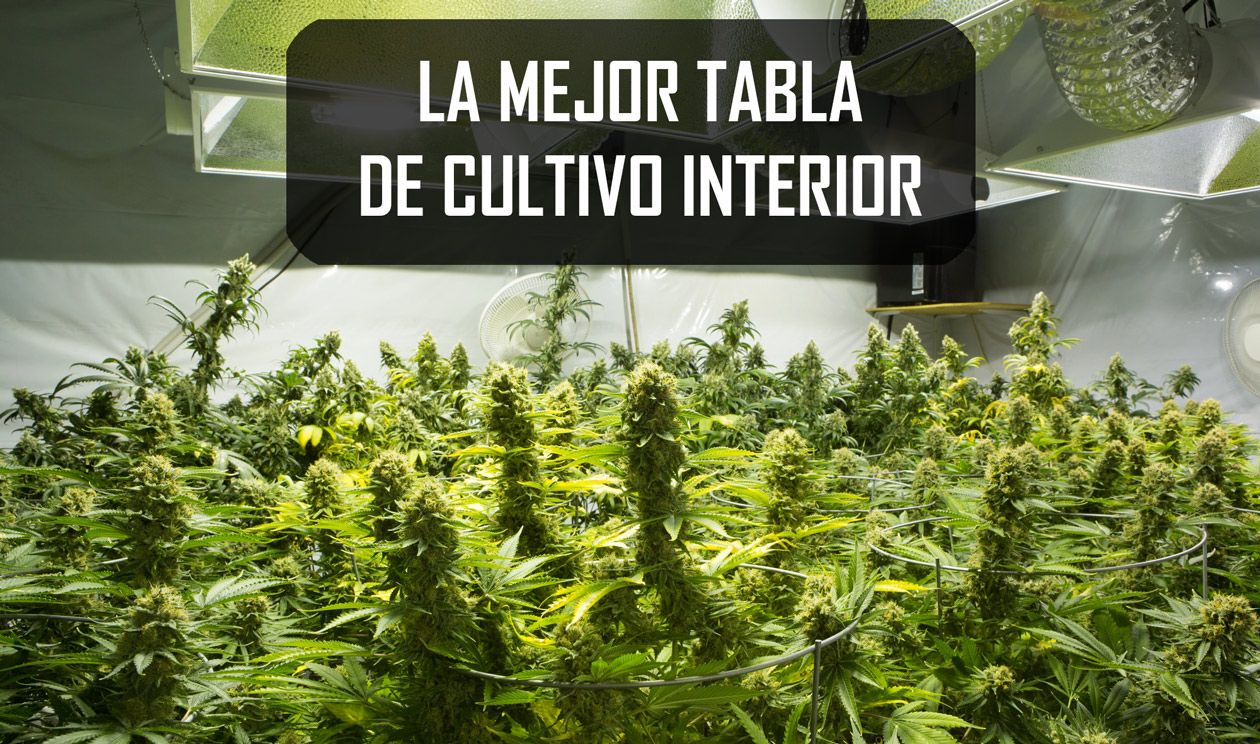 Las mejores tablas de cultivo interior para marihuana