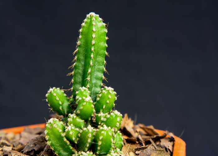 Peruvian Torch o Echinopsis peruvianus