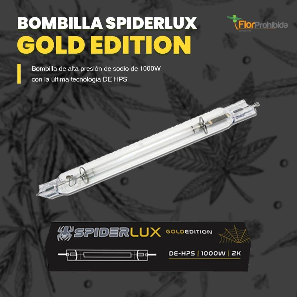 Bombilla Spiderlux Gold Edition
