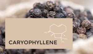Terpene-Caryophyllene-420