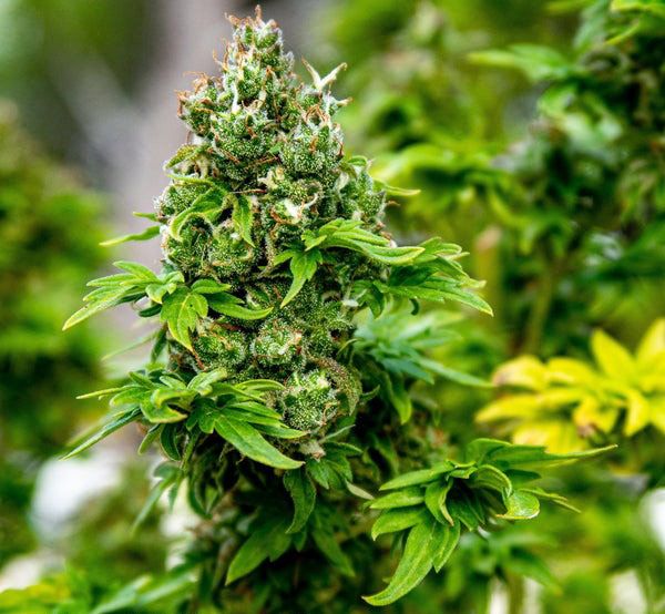 planta de ABC cannabis con una mutación en sus hojas