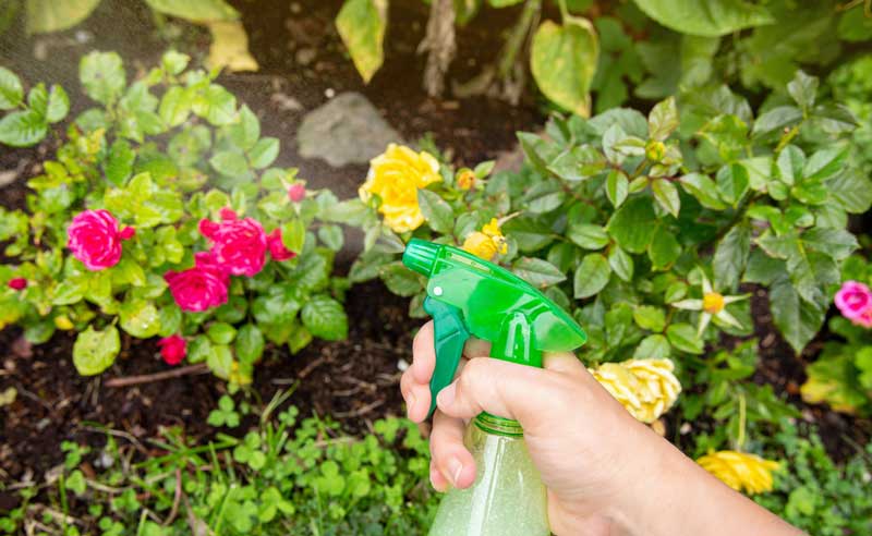 Como aplicar el fungicida casero con vinagre y bicarbonato para tratar plantas con hongos