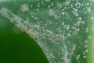 Plaga de Araña roja en una planta