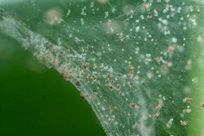 Plaga de Araña roja en una planta