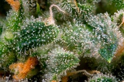 Aumentar los terpenos en las plantas de marihuana