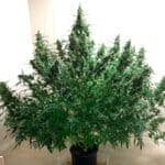 Autoflorecientes mas productivas - Las semillas de marihuana autoflorecientes con mayor producción