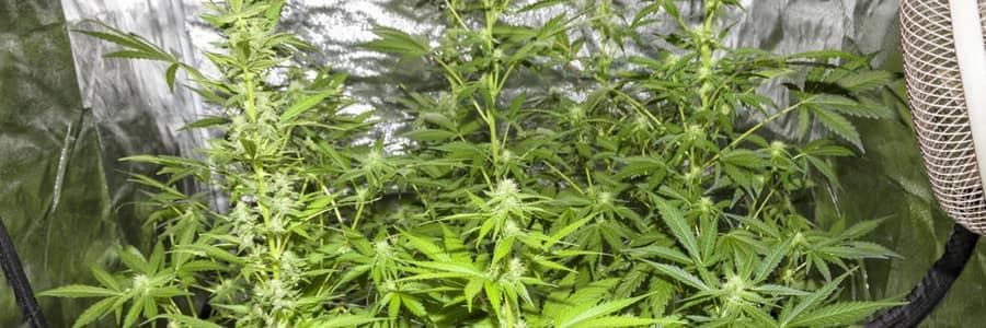 el mejor armario de cultivo para marihuana