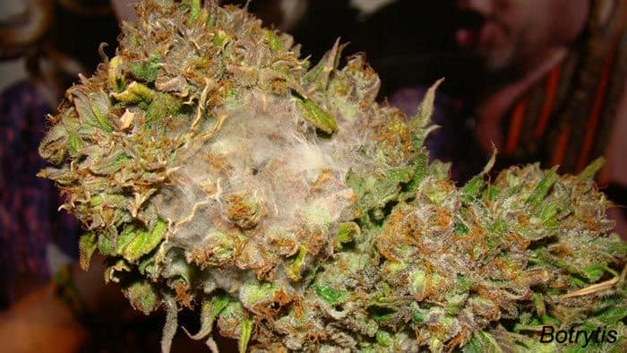Cogollo de marihuana con Botrytis debido a la alta humedad del cultivo invernal