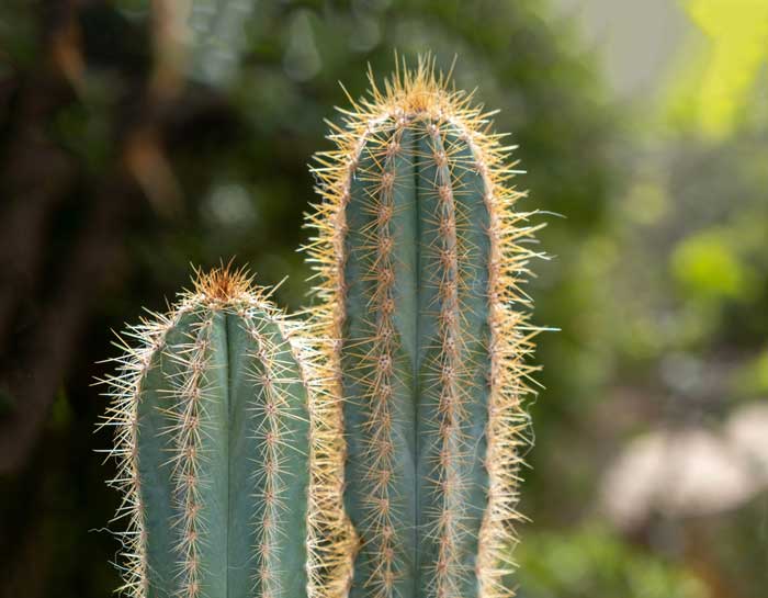 Cactus San Pedro o Huachuma (Echinopsis pachanoi)