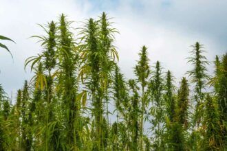 Cultivo de cáñamo