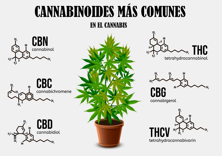Cannabinoides más comunes de la marihuana