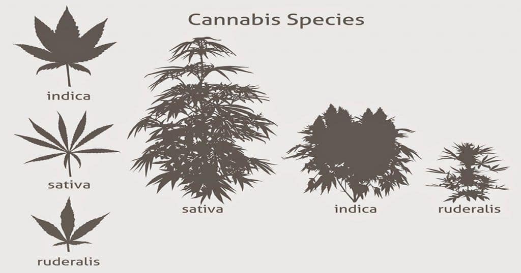 Variedades de Cannabis