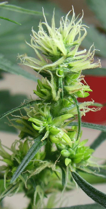 Planta de marihuana hermafrodita