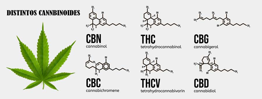 Distintos cannabinoides: THC, CBD y demás