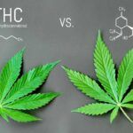 CBD vs THC - Diferencias y beneficios