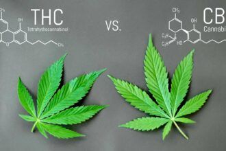 CBD vs THC - Diferencias y beneficios