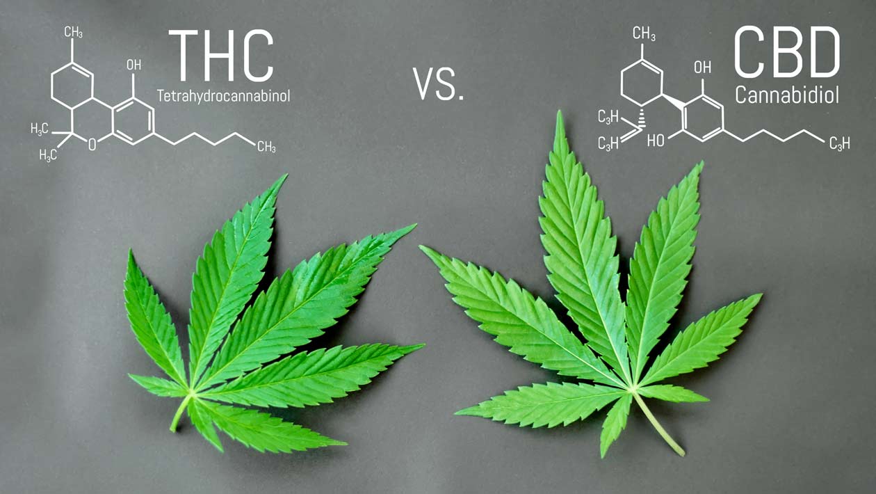 CBD vs THC - Diferencias y beneficios