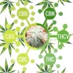 cbg-thcv-cannabinoides
