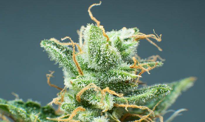 Cogollo de marihuana cultivado en invierno con un extra de resina