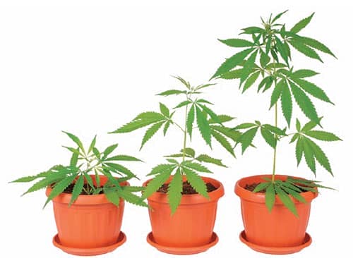 Como plantar marihuana. Crecimiento.