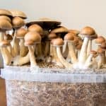 Como cultivar setas psilocybe en casa