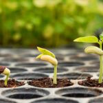 Cómo germinar semillas de forma eficiente