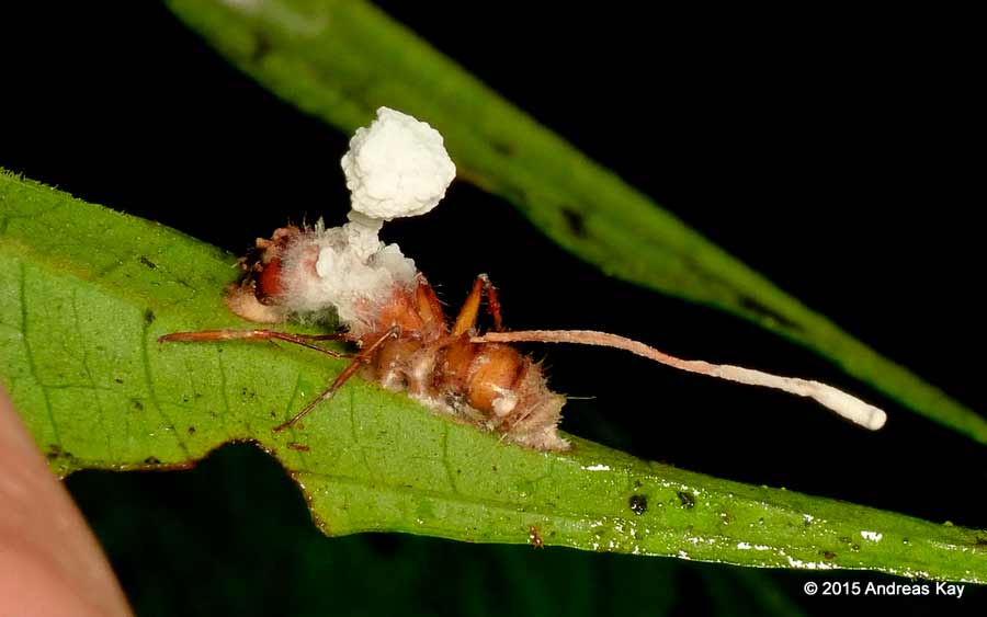 Otro tipo de hongo Cordyceps atacando a una hormiga