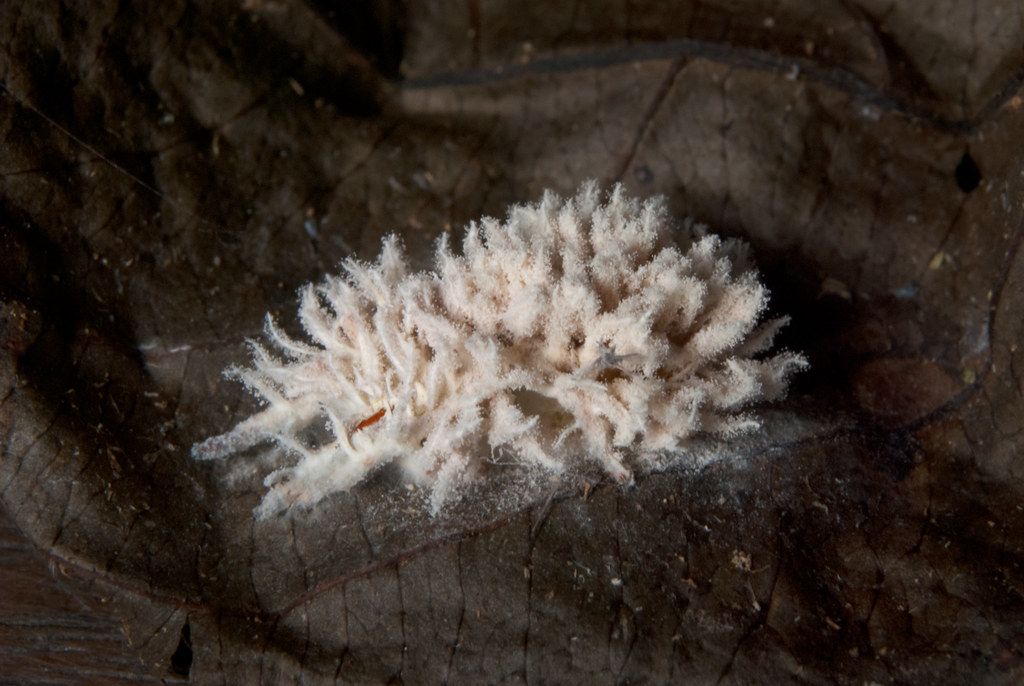 Cordyceps Gibellula en una araña