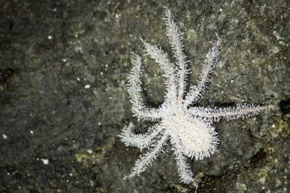 Cordyceps, el hongo Zombie