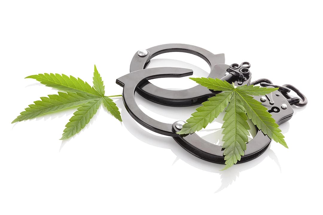 ¿Cuántas plantas de marihuana se pueden tener sin infringir la ley?