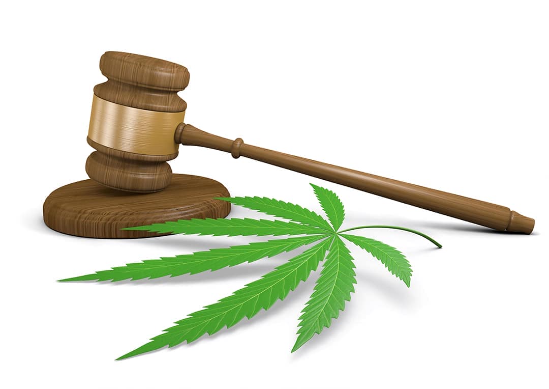 ¿Cuántas plantas de marihuana se pueden tener legalmente?