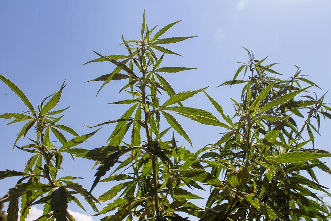 ¿Cuántas plantas de marihuana se pueden tener?