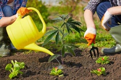 Que se necesita para cultivar plantas de marihuana en exterior