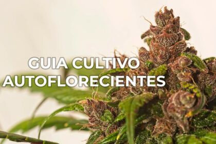 Guía para cultivar autoflorecientes