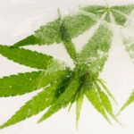 Cultivo de marihuana autofloreciente en invierno