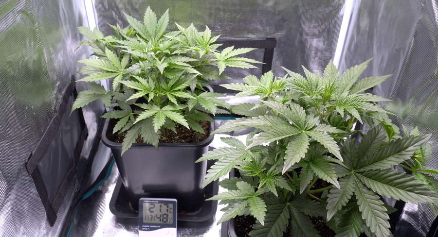 Indoor cultivation with cabinet.  Advantages and disadvantages of cabinets vs grow rooms
