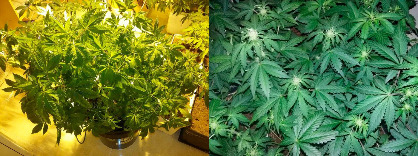 Planta de marihuana cultivada con guano de murcielago