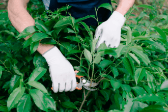 Defoliación de las hojas de la planta